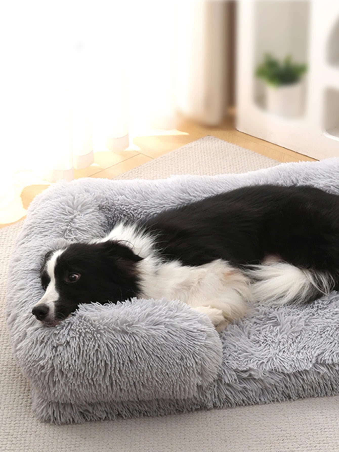 Large Dog Sofa Bed